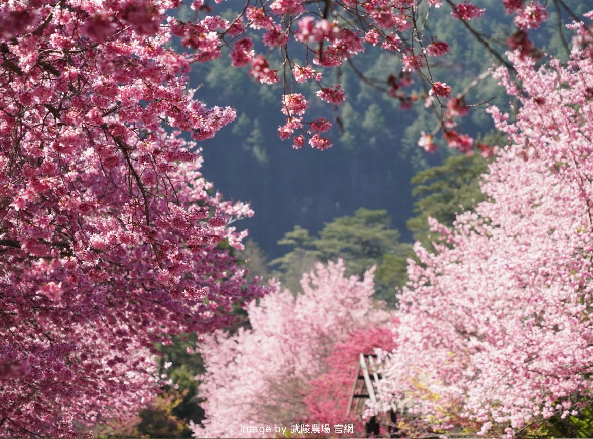 一期一會、全台最夯~武陵農場櫻花季礁溪泡湯三日遊