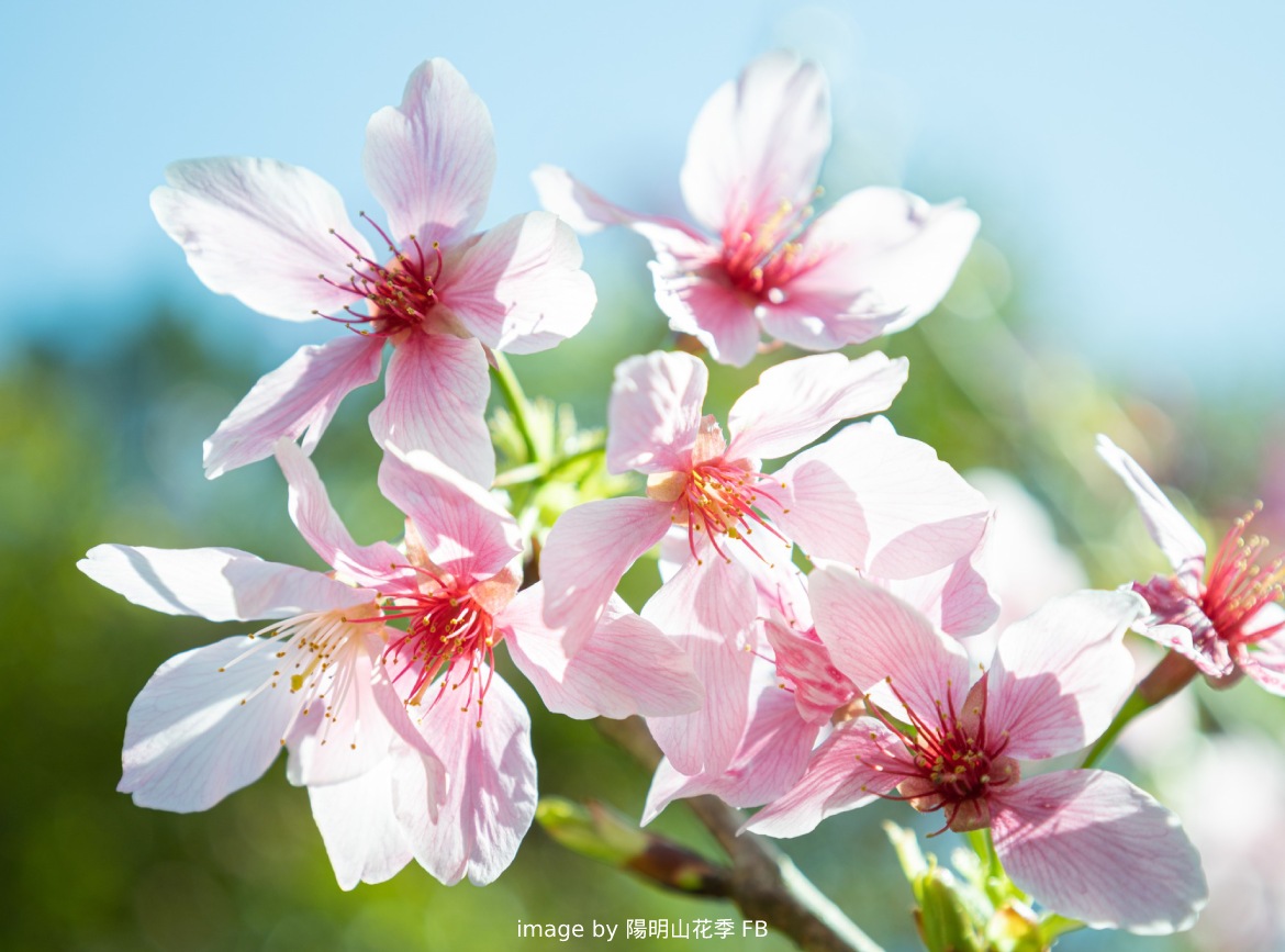 馬年行大運～陽明山花季.淡水老街新春三日遊