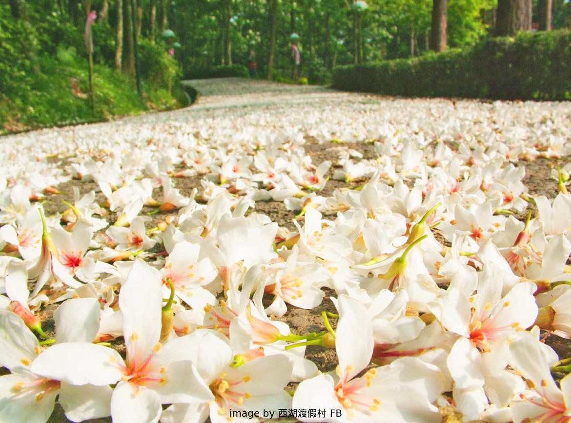  西湖渡假村桐花祭.螢火蟲舊山線鐵道自行車二日遊